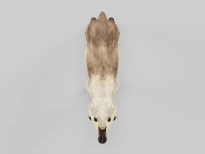 Reindeer Caribou Animal Low-poly 3D model