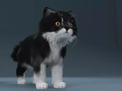 Persian cat Black and White 3D model