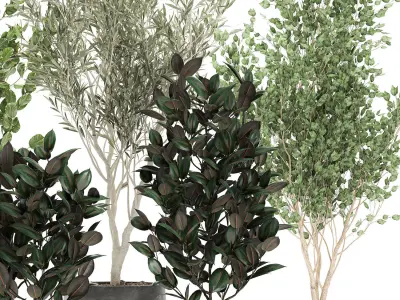 Trees in a black pot for the interior 701 3D model