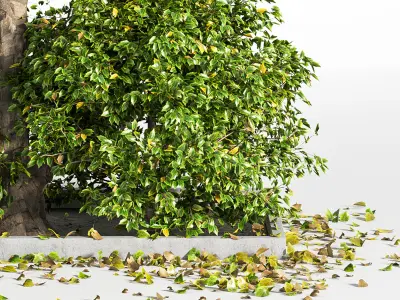 Outdoor Plants tree 09 3D model