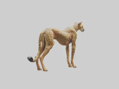 Cheetah Muscles Model 3D model