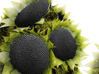 Beautiful Bouquet Of Green And Black Sunflowers vase decor 3D model