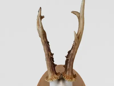 Deer Skull Wall Trophy 3D model