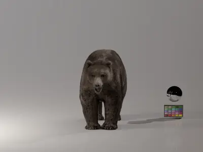 Bear - Rigged Blender 3d model 3D model