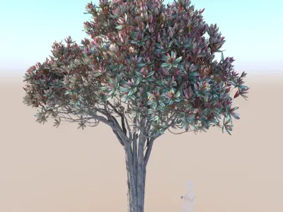 Bronze loquat eriobotrya deflexa mid 3D model
