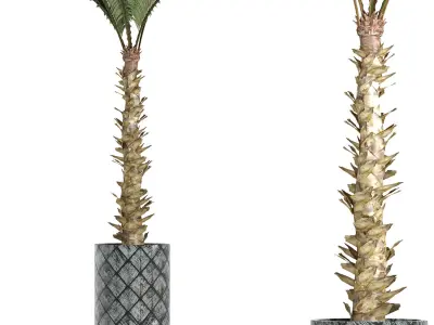 Plants Collection 157 Palm 3D model
