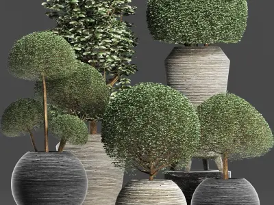 Plants Collection 205 Ligustrum Vray 3D model