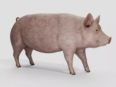 Pig realistic  Low-poly 3D model