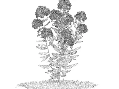 Flowering Sedum Plant Sedum sarmentosum 3D model
