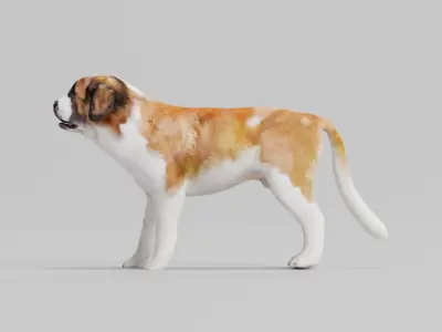 Saint Bernard  Low-poly 3D model
