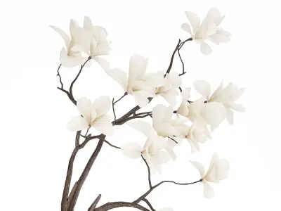 Bouquet Flowers Branches Of Blooming  Magnolia 530 3D model
