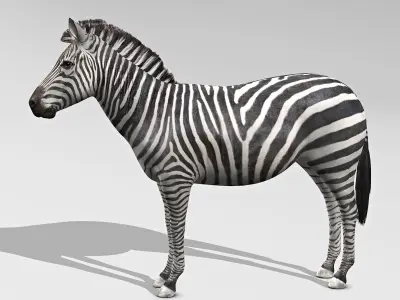 Zebra 3D model