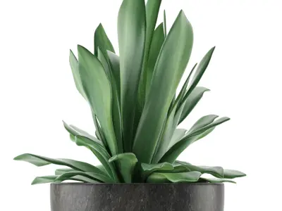 House Plant 27 3D model