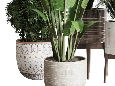 indoor plant ficus ravenala of earthenware and patternd vases 3D model