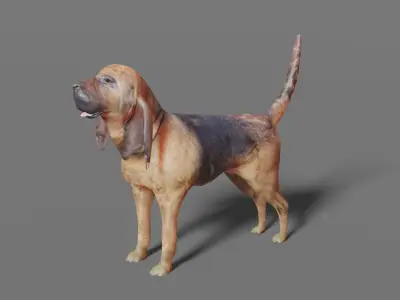 BLOODHOUND hound dog Low-poly 3D model