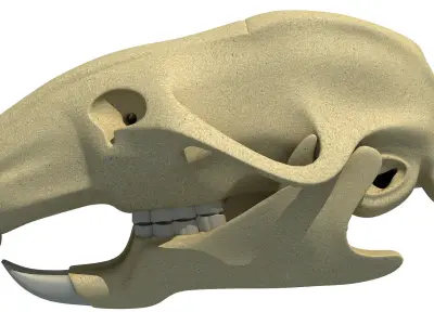 Rat Skull 3D model