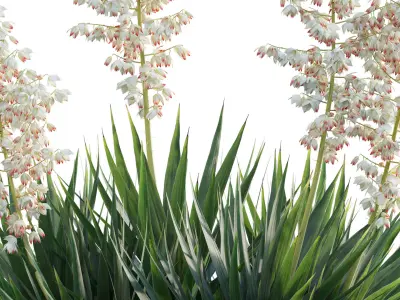 Yucca aloifolia - Spanish bayonet - Aloe yucca Low-poly 3D model