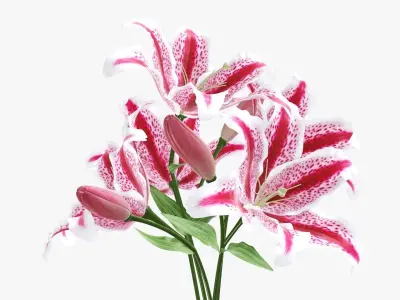 Lily flowers bouquet 3D model