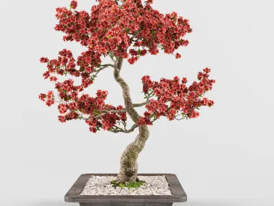 Sakura Bonsai tree 02 3D model
