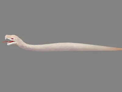 Cartoon White Snake Low-poly 3D model