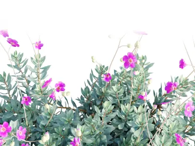 Calandrinia grandiflora - Rock Purslane - 01 3D model