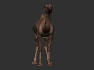 Camel Zbrush  3D model