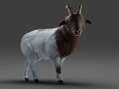 Fur Goat 03 Rigged in Blender Low-poly 3D model