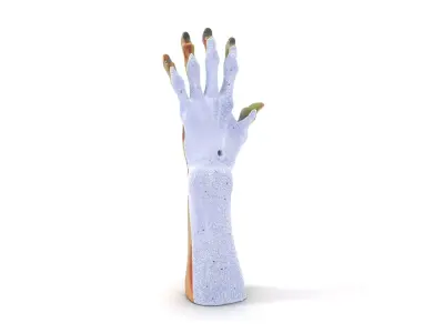 Zombie Hand Model Pack with High Detail Textures Low-poly 3D model