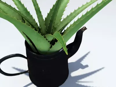 Coffeepot with Aloe Vera plant 3D model