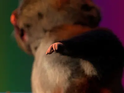 THE MIGHTY HAMSTER PROJECT Low-poly 3D model