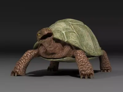 Turtle EscapeFromParadise animal 3D model