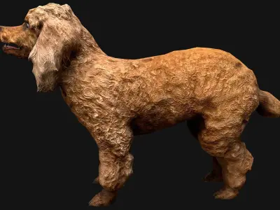 Dog Cockapoo  Cocker Spaniel Mix Poodle Low-poly 3D model