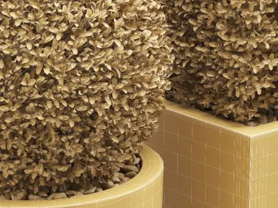 Potted Topiary Buxus 06 3D model