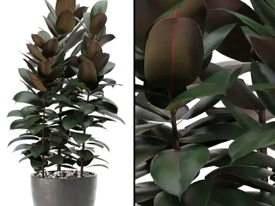 Indoor Plants 03 3D model