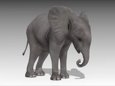 African Elephant Calf Low-poly 3D model