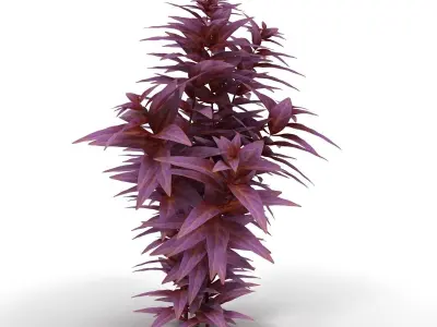 Ludwigia long 3D model