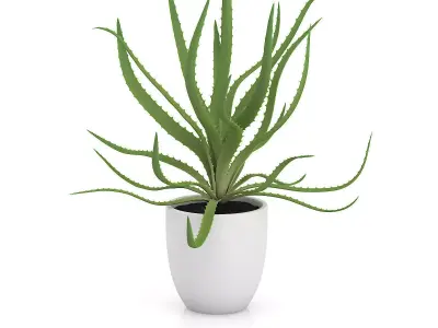 Aloe in White Pot 3D model