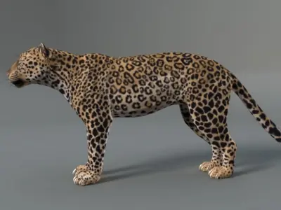 Rigged Leopard Maya 3D Model with 2K Textures 3D model