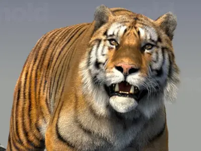 Tiger maya 3D model