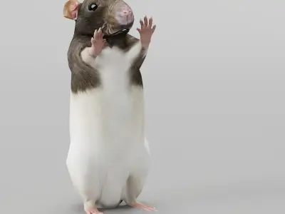 Common Rat Low-poly 3D model