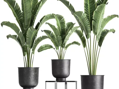 Banana palm in a pot for the interior 846 3D model