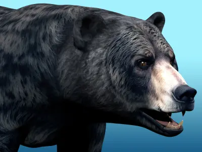 Black Bear Rig 3D model