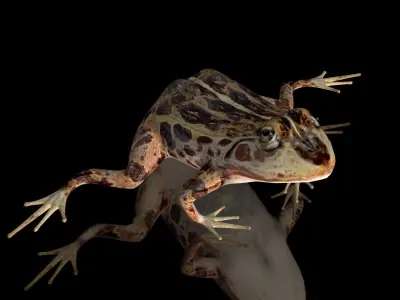 cascades frog Low-poly 3D model