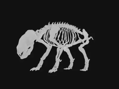 Badger skeleton 3D model