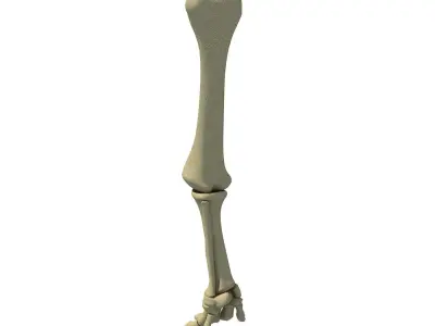 Elephant Animal Leg Bones  3D model