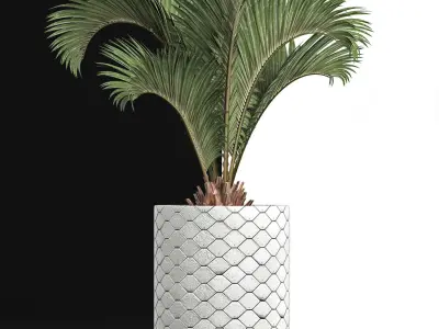 Plants Collection 154 Palm 3D model