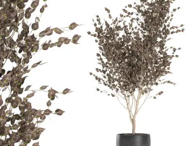 Tree in a black pot for the interior 699 3D model