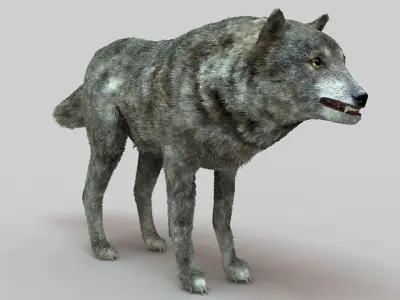 Gray Wolf Low-poly 3D model buy