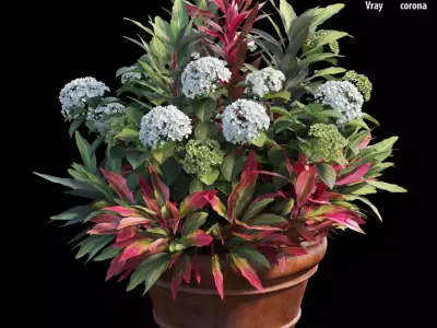 Hydrangea in planters set 06 3D model