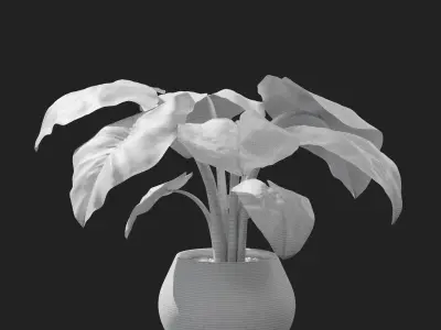 Interior Plant Elephant Ear 3D model